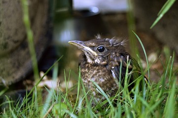 young bird