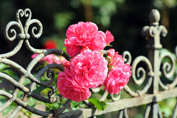 pink roses blooming on a garden fence.