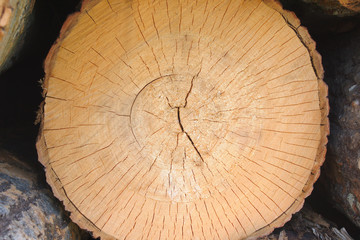 tree rings surface lumber side rough wood texture circle piece