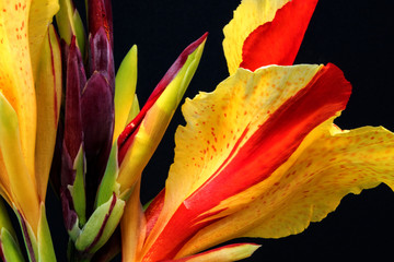 CANNA CLEOPATRA