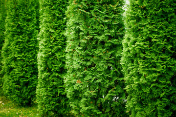 Green Hedge of Thuja Trees