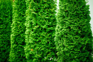 Green Hedge of Thuja Trees