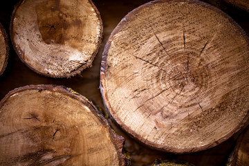 Cross section of tree trunks background. Decoration of cutting tree. Cutting tree trunks placed together for interior decorate.