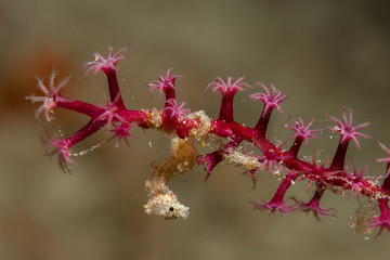Zwerg-Seepferdchen (hippocampus satomiae) auf Weichkoralle