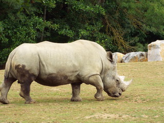 Obraz premium PLANETE SAUVAGE