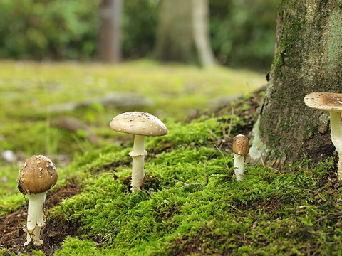 「イボテングタケ」の写真素材 15件の無料イラスト画像 Adobe Stock