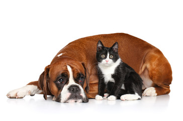 Fototapeta na wymiar Cat and dog together