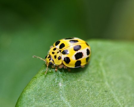 Yellow Coccinellidae from Mauritius resting on green leaf
