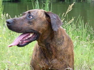 Chien nature 
