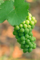 Close-up of a young grapes in the sunlight, selective focus 