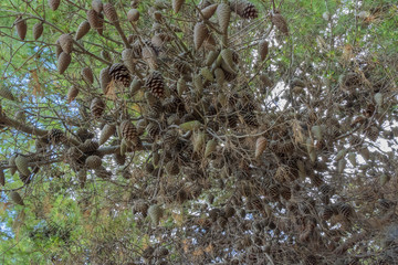 pine cones on dry mediteranian pine tree
