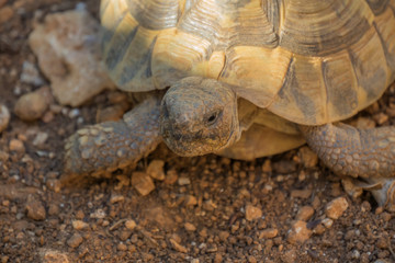 turtle looking for some food