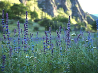 The valley of lavender