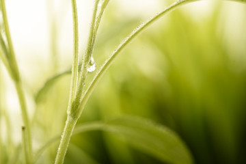 Green plant with water drops