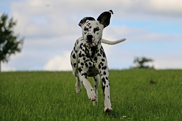 dalmatiner l&auml;uft im garten