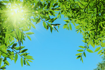 Green leaves of tree on blue sky background, frame