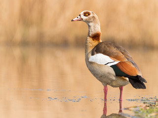 Nilgans an einem See in Deutschland