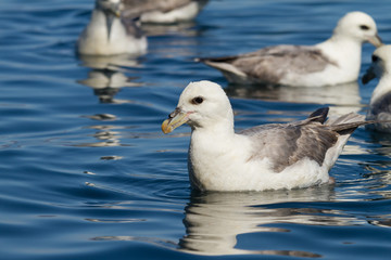 Schwimmende Eissturmvogel
