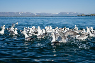 Schwimmende Eissturmvogel