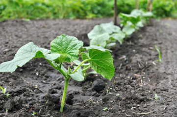 close-up of growing young cucumber