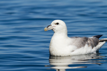 Schwimmender Eissturmvogel