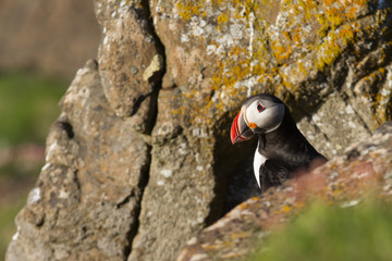 Papageitaucher auf einem Vogelfelsen in Island