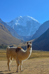 peru alpaca salkantay mountain