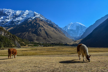 peru alpacas salkantay mountain