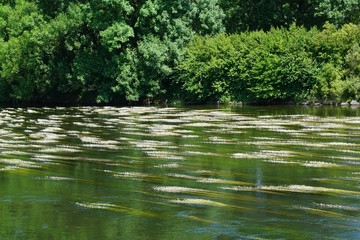 Donau Fluss in Erbach in Deutschland