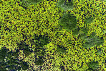 Aerial view on the reservoir of overgrown reeds and duckweed 