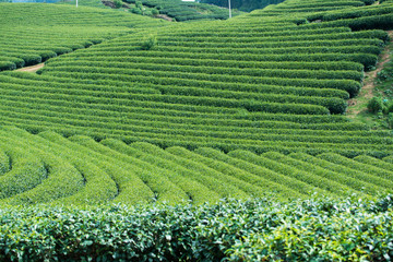 Tea Plantation in Moc Chau village, Vietnam