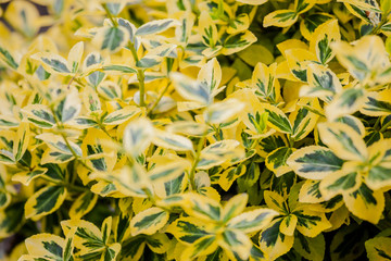 Pflanze mit Gelben Blättern im Garten