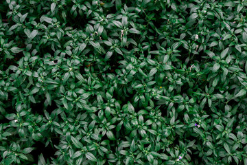 flower texture background