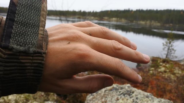It looks like blood-sucking Midge (gnat). These insects gnaw through skin under clothing. Northland
