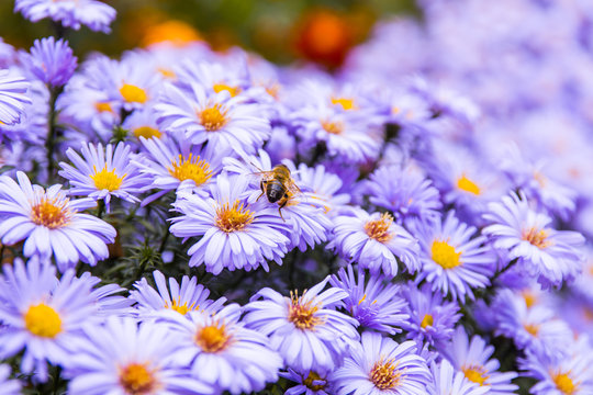 Honey Bee On Blue Aster