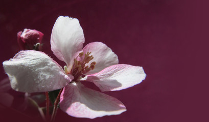 Beautiful pink blossom of an apple tree on dark purple background. Spring flower close-up. Horizontal image.