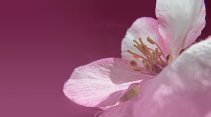 Pink flower close-up. Beautiful blossom of an apple tree on purple background. Horizontal image.