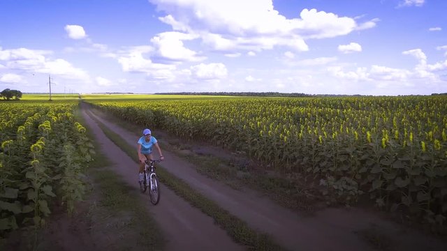 cyclist rides on blooming sunflowers field