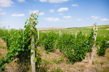 vineyards