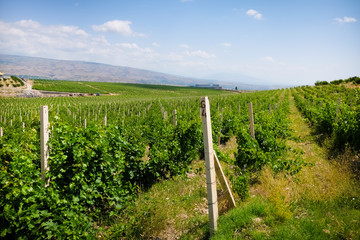 vineyards