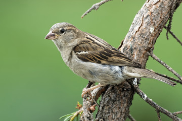 weiblicher haussperling