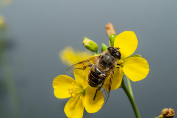 bee macro