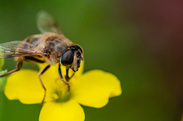 bee macro