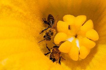 bee macro