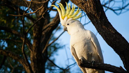 Cockatoo