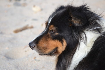 Hund