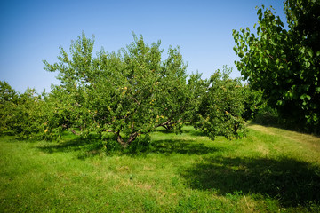 Fototapeta na wymiar apricots trees