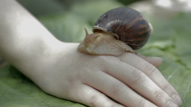 Macro frame snail crawling on arm. The girl is stroking the snail on the shell.