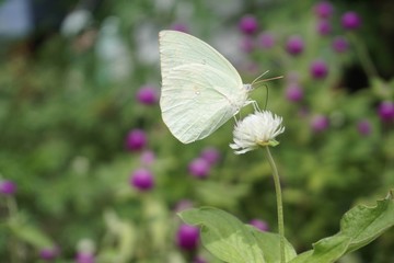 Flower and butterfly