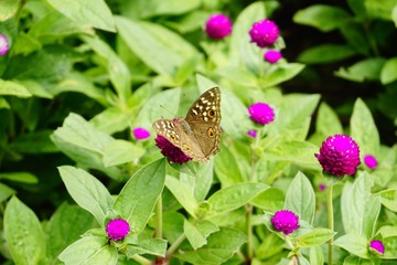 Flower and butterfly